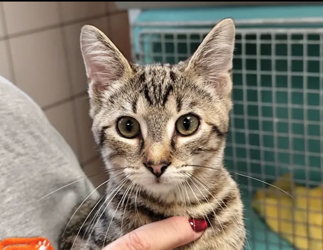 Orion - Chat Européen à adopter