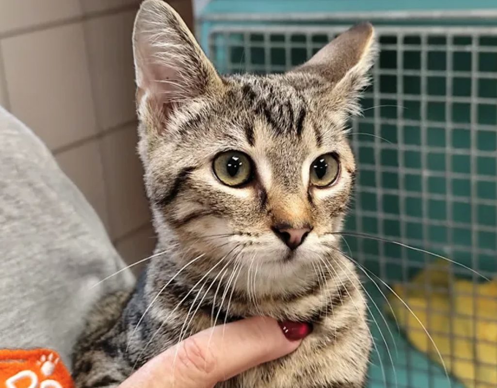 Orion - Chat Européen à adopter - photo 2