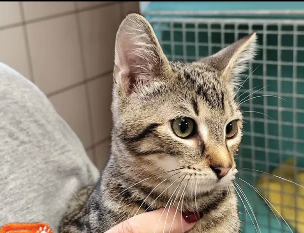 Orion - Chat Européen à adopter - photo 3