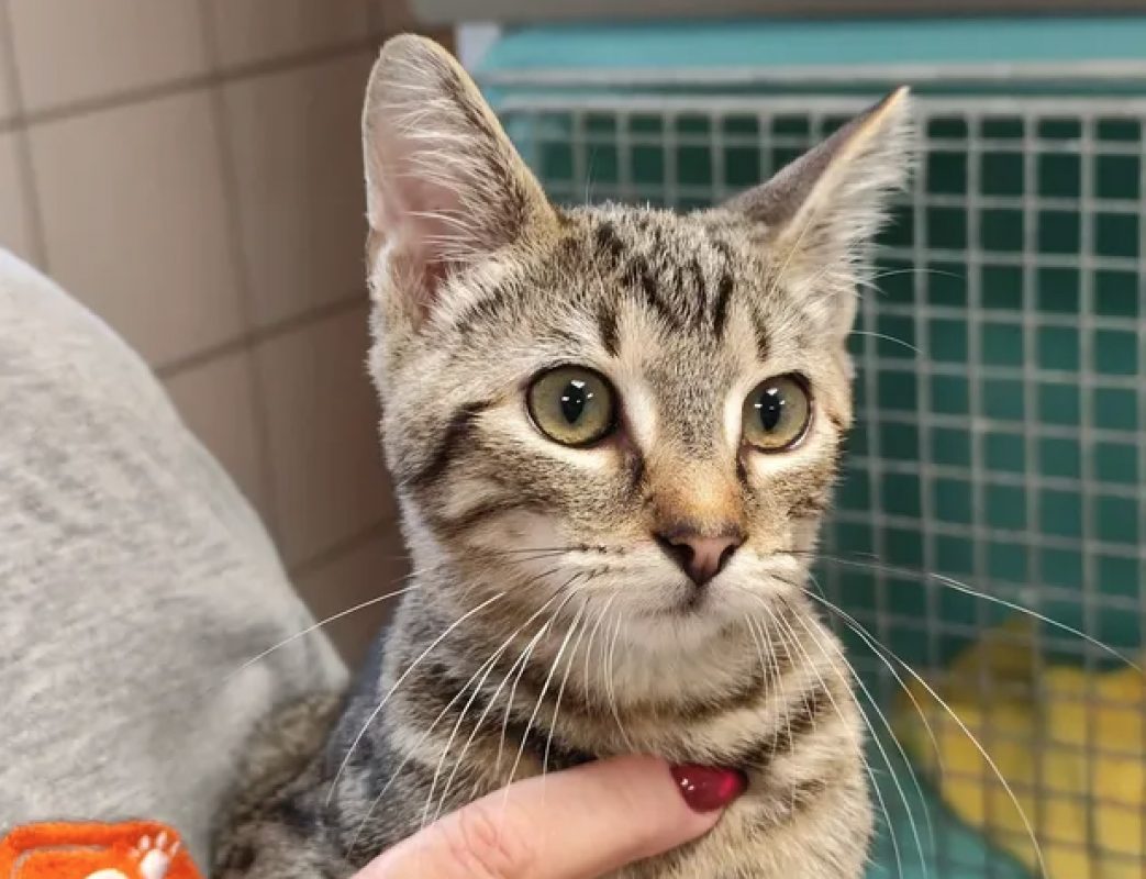 Orion - Chat Européen à adopter - photo 4