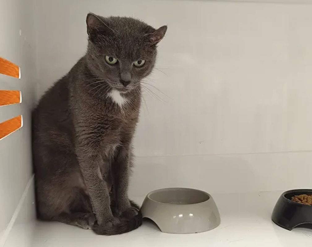 Gnocchi - Chat Européen à adopter