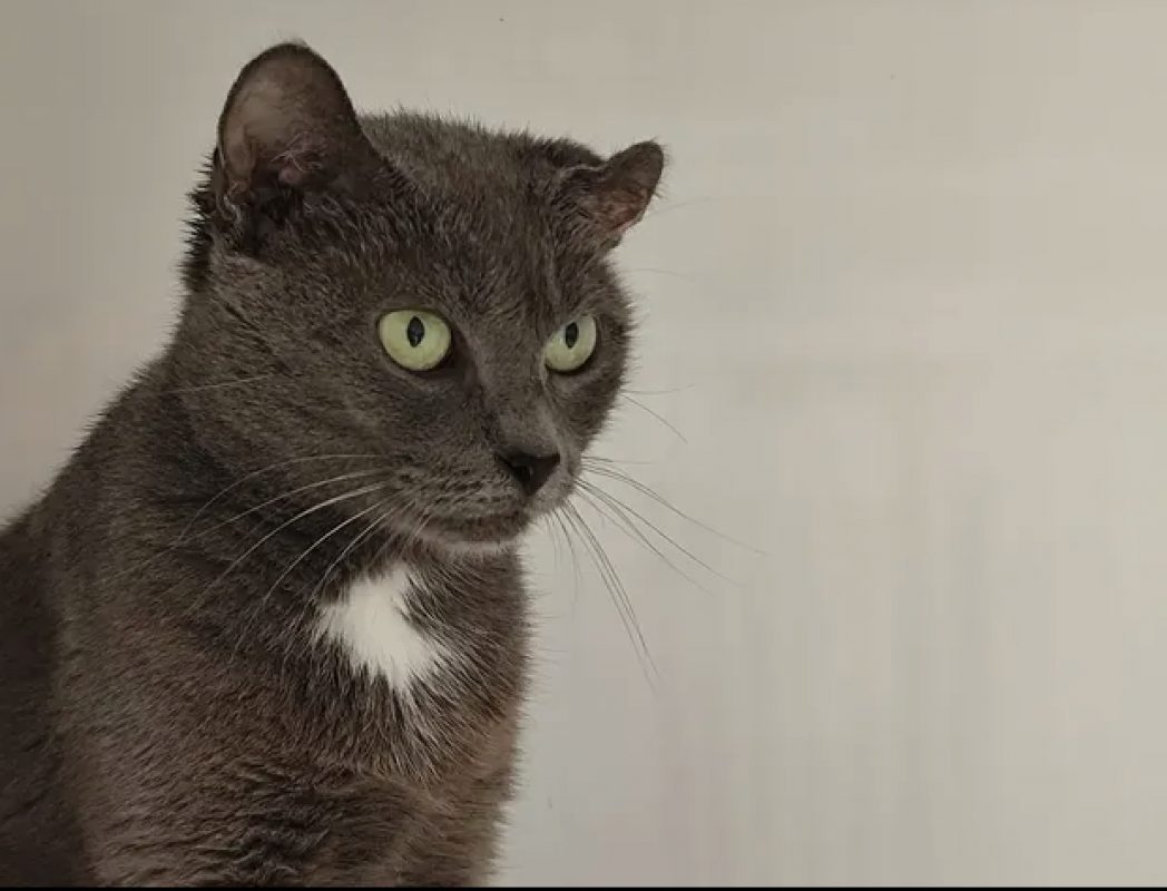 Gnocchi - Chat Européen à adopter - photo 2