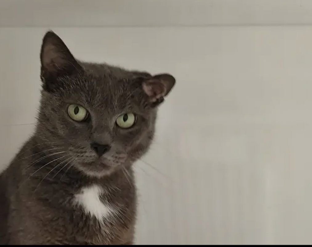Gnocchi - Chat Européen à adopter - photo 3