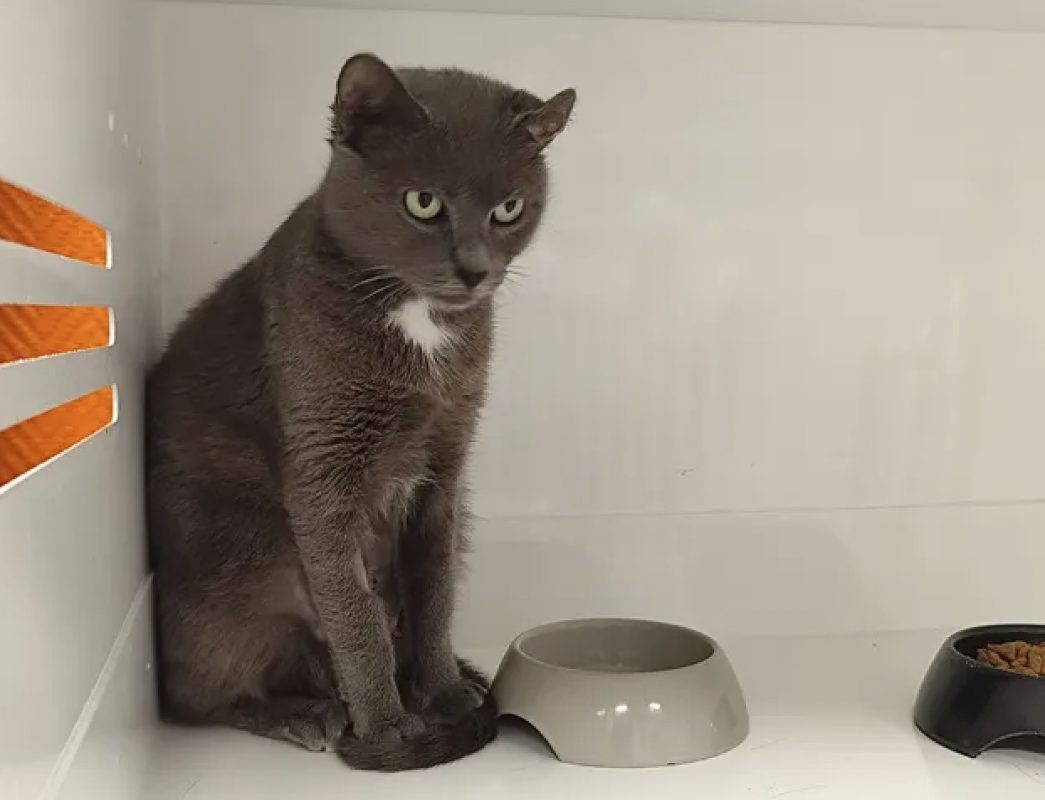 Gnocchi - Chat Européen à adopter - photo 4
