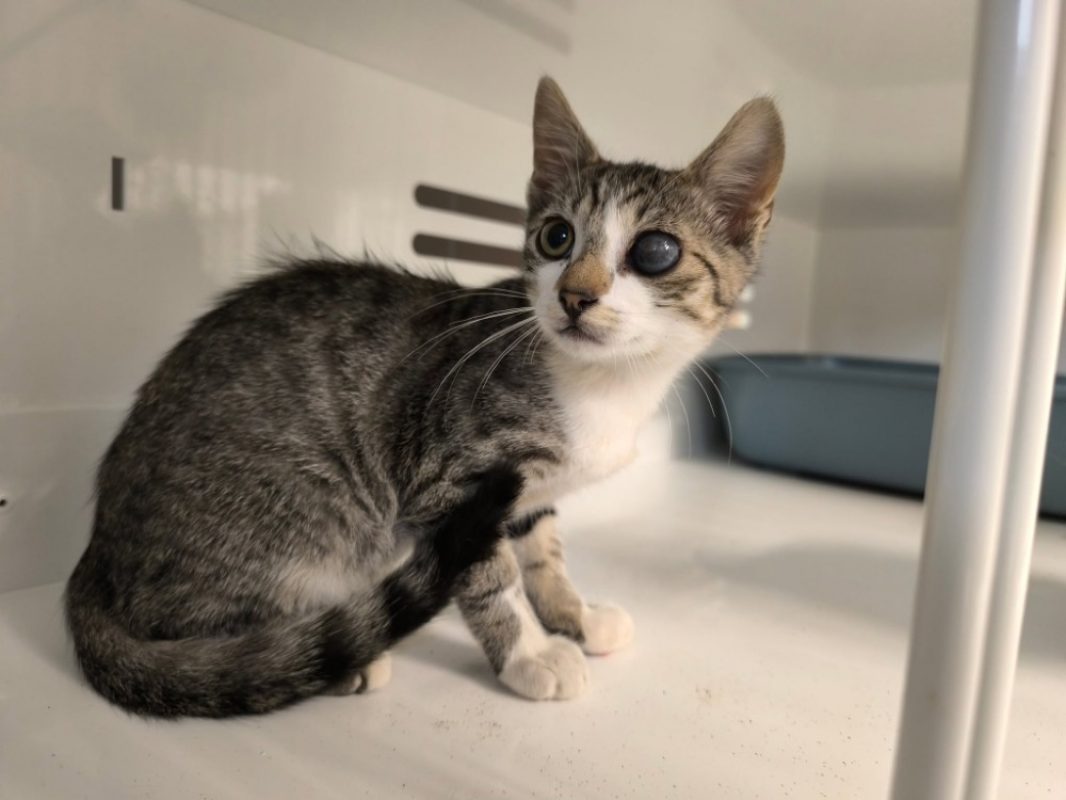 Dickens - Chat Européen à adopter