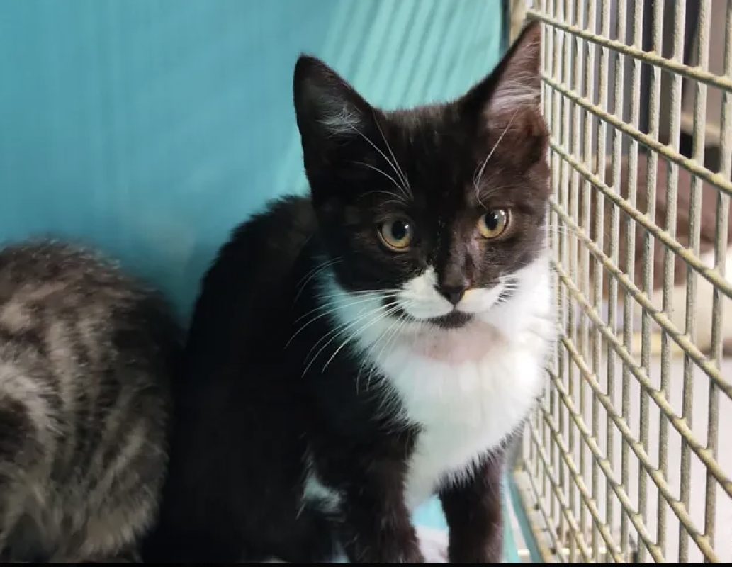 Oups - Chat Européen à adopter