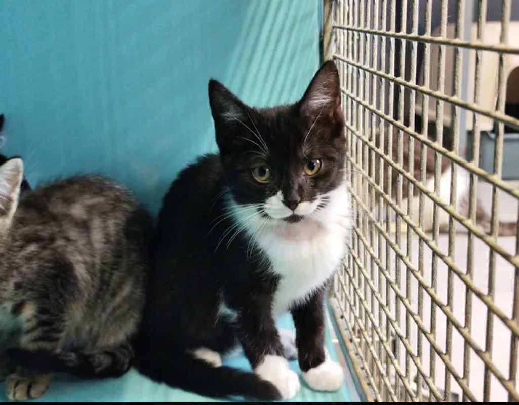 Oups - Chat Européen à adopter - photo 2