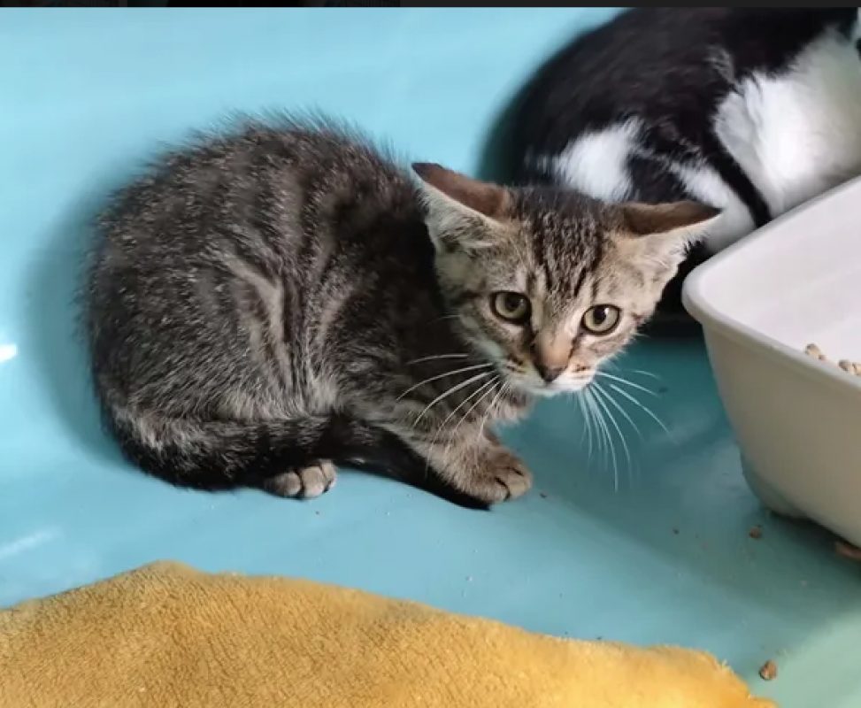 Jazz - Chat Européen à adopter