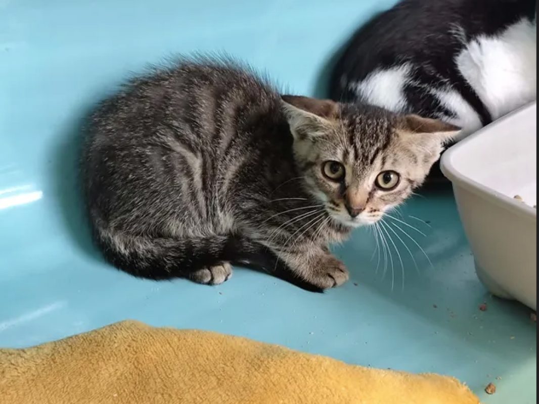 Jazz - Chat Européen à adopter - photo 2