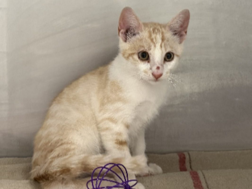 Milk - Chat Européen à adopter
