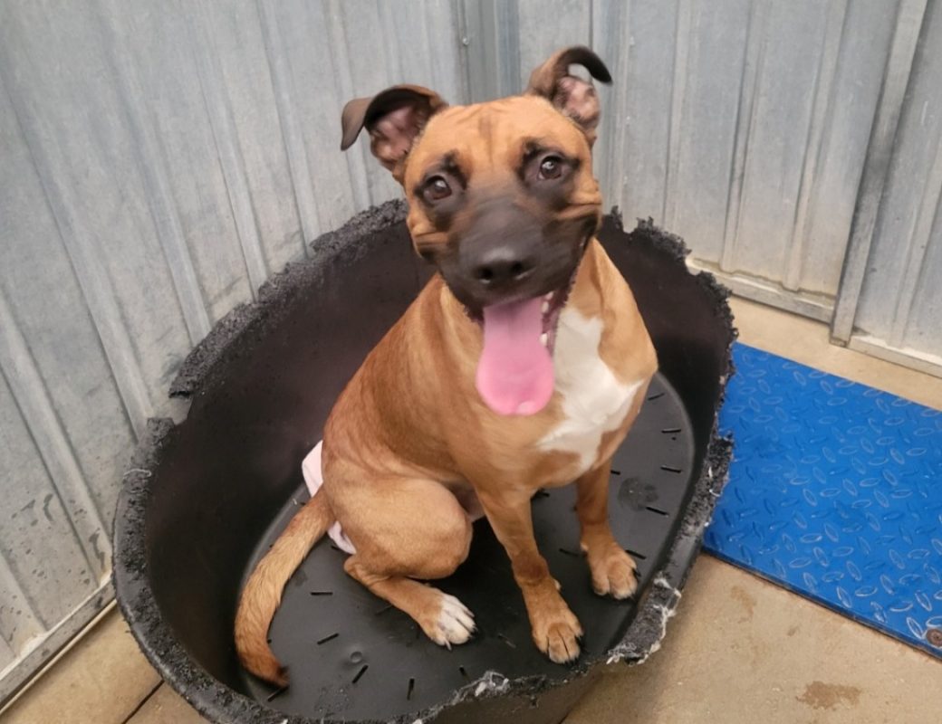 Moka - Chien Berger à adopter