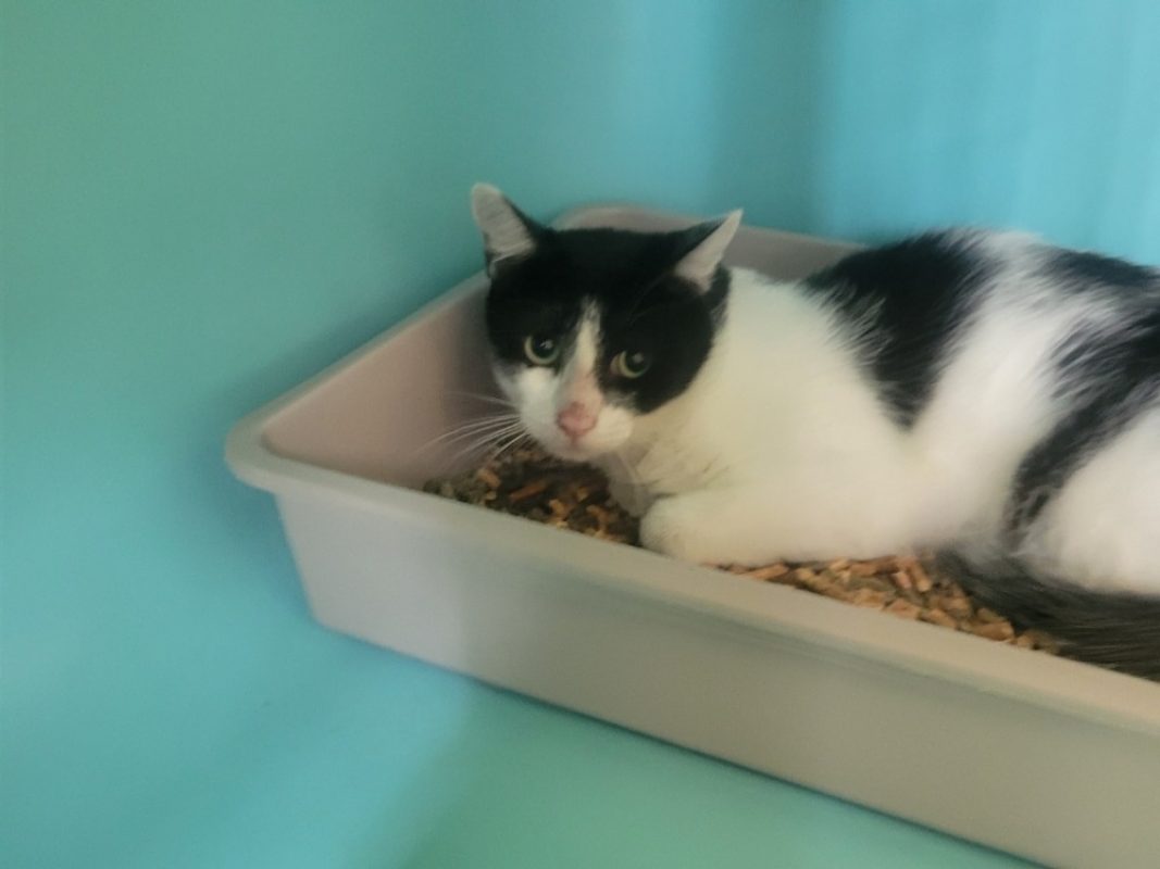 Delco - Chat Européen à adopter