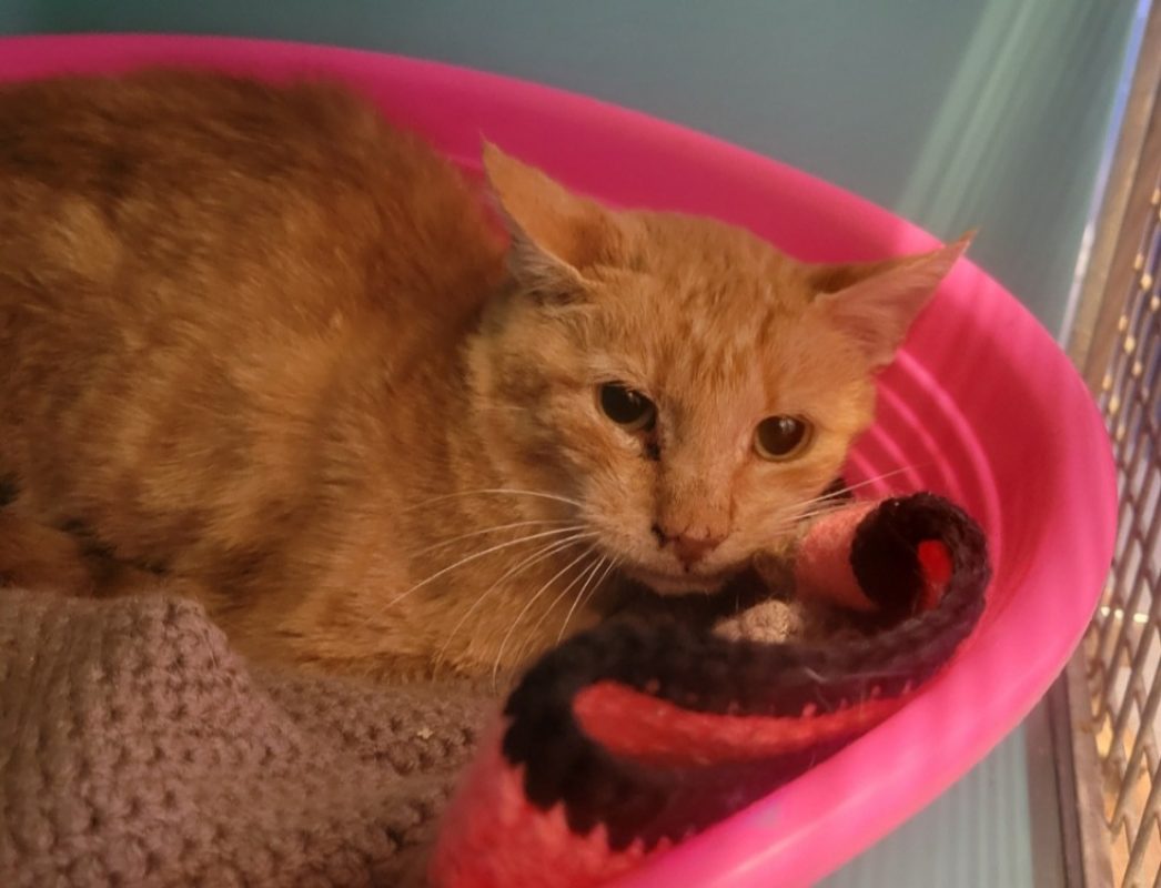 Tourniquet - Chat Européen à adopter