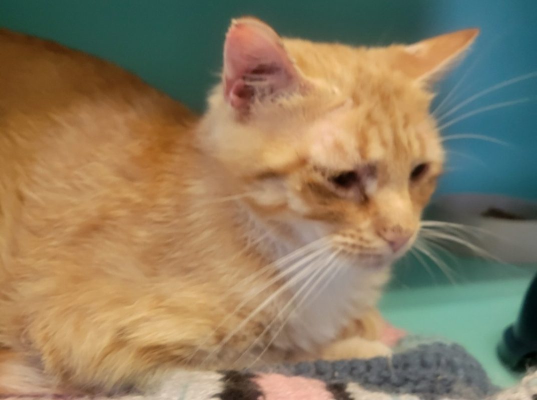 Comète - Chat Européen à adopter