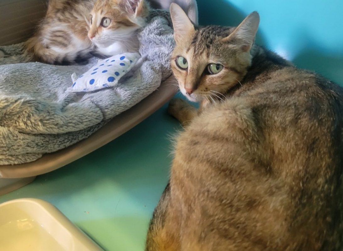 Apple jack - Chat Européen à adopter