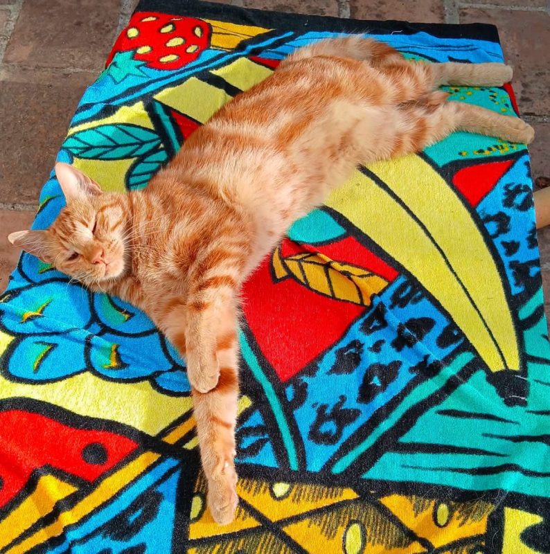Roucky - Chat Européen à adopter - photo 3