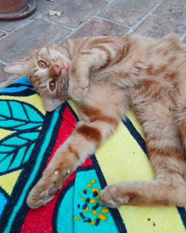 Roucky - Chat Européen à adopter - photo 6
