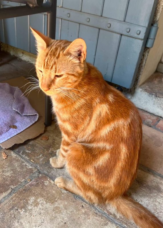 Roucky - Chat Européen à adopter - photo 4