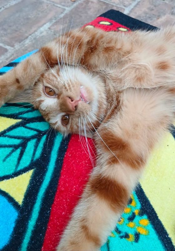 Roucky - Chat Européen à adopter - photo 2