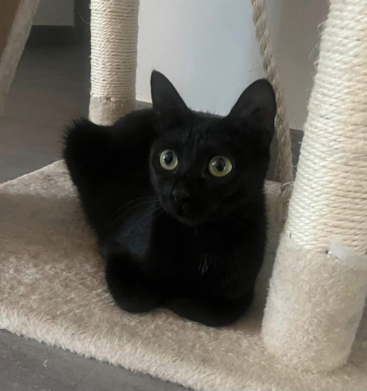 MAYA - Chat Européen à adopter - photo 2