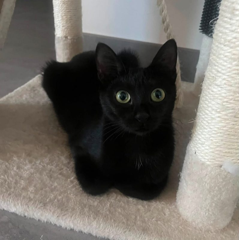 MAYA - Chat Européen à adopter