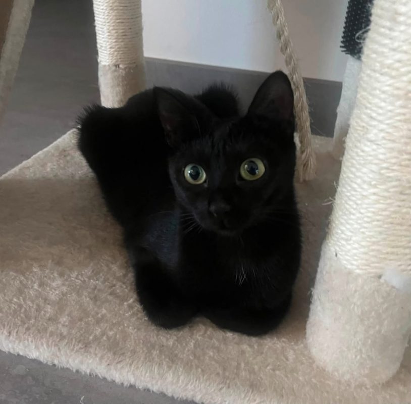 MAYA - Chat Européen à adopter - photo 3