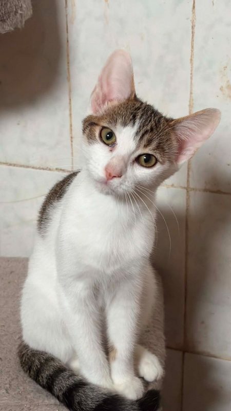 Fripouille - Chat à adopter