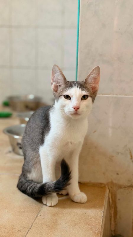 Ramses - Chat Européen x Européen à adopter