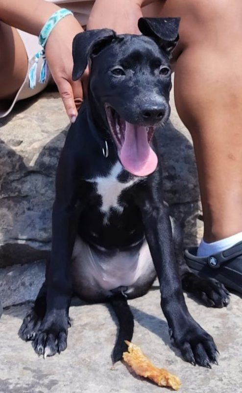 Stella - Chien à adopter