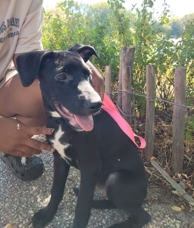 Stella - Chien à adopter - photo 4