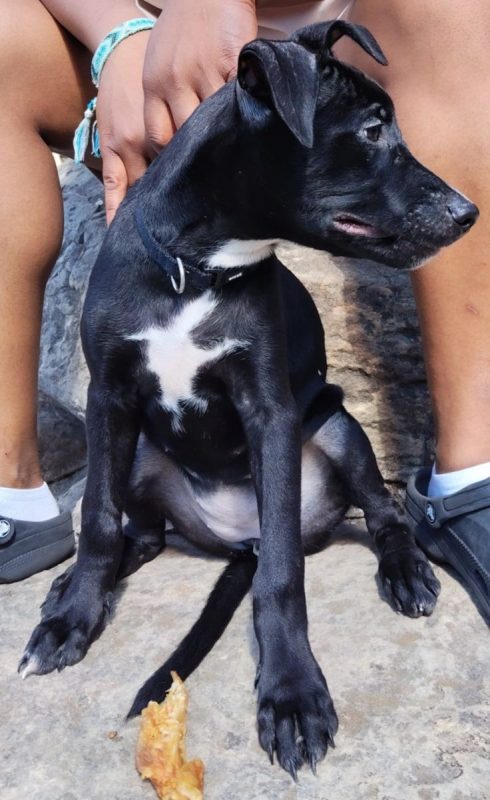 Stella - Chien à adopter - photo 5