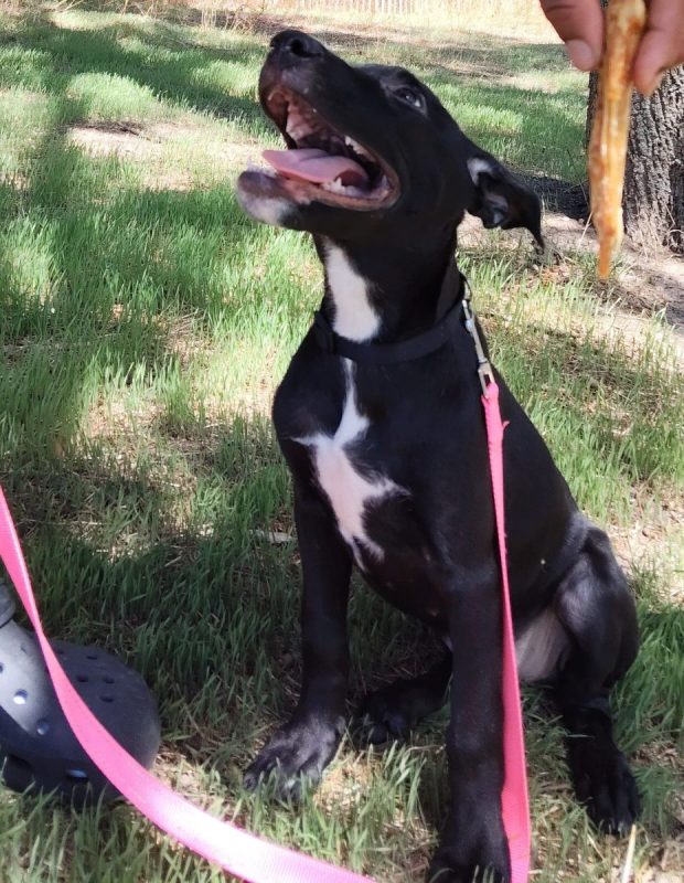 Stella - Chien à adopter - photo 7
