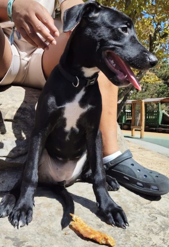 Stella - Chien à adopter - photo 6