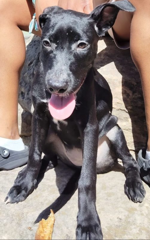 Stella - Chien à adopter - photo 2