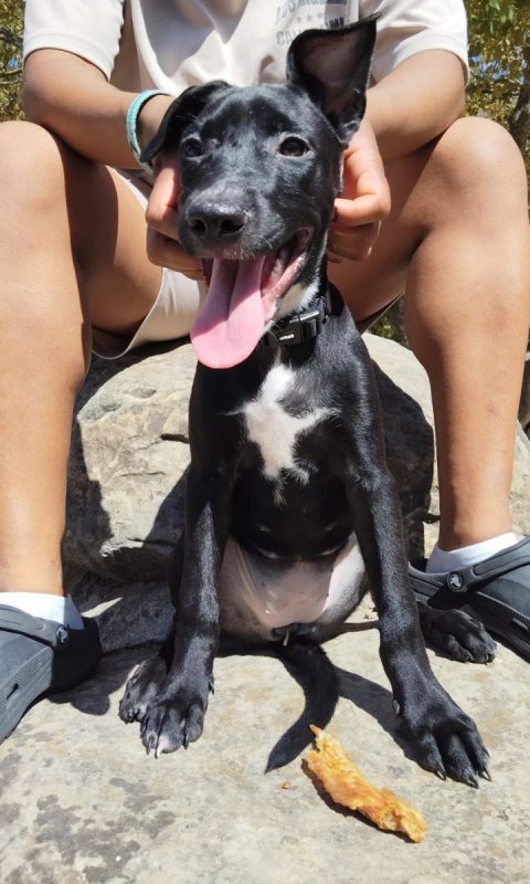 Stella - Chien à adopter - photo 3