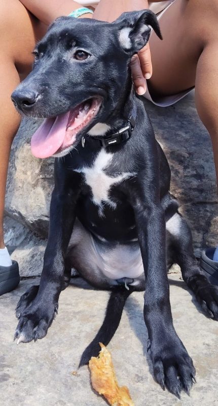 Stella - Chien à adopter - photo 8