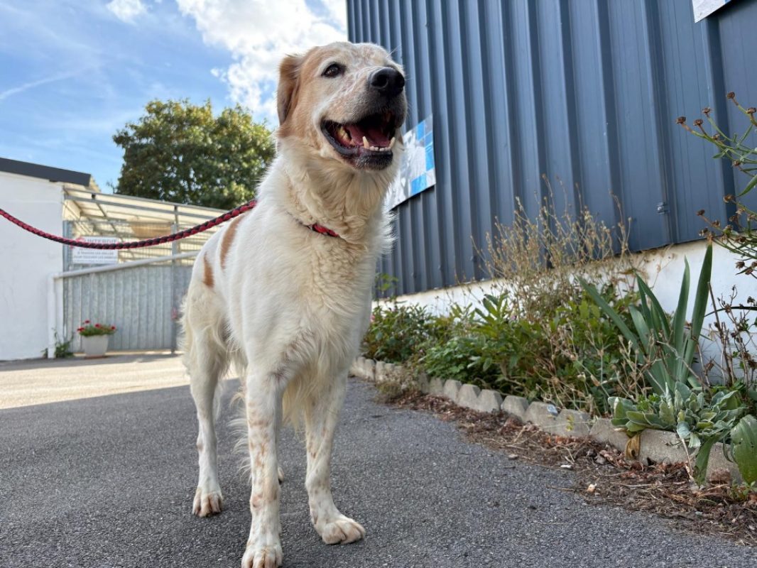 Filou - Chien à adopter