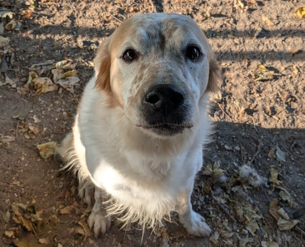 Filou - Chien à adopter
