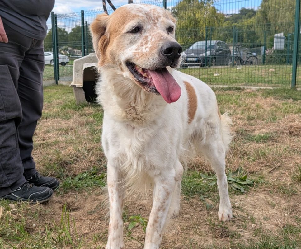 Filou - Chien à adopter - photo 2