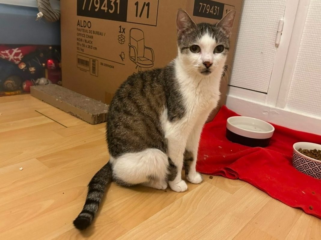 Bergamotte - Chat Européen à adopter
