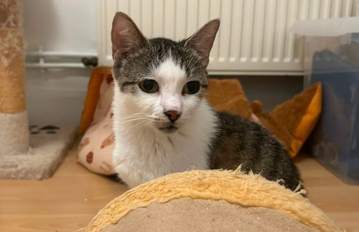 Bergamotte - Chat Européen à adopter - photo 2