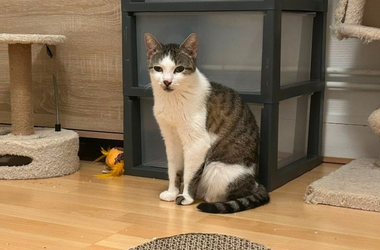 Bergamotte - Chat Européen à adopter - photo 3