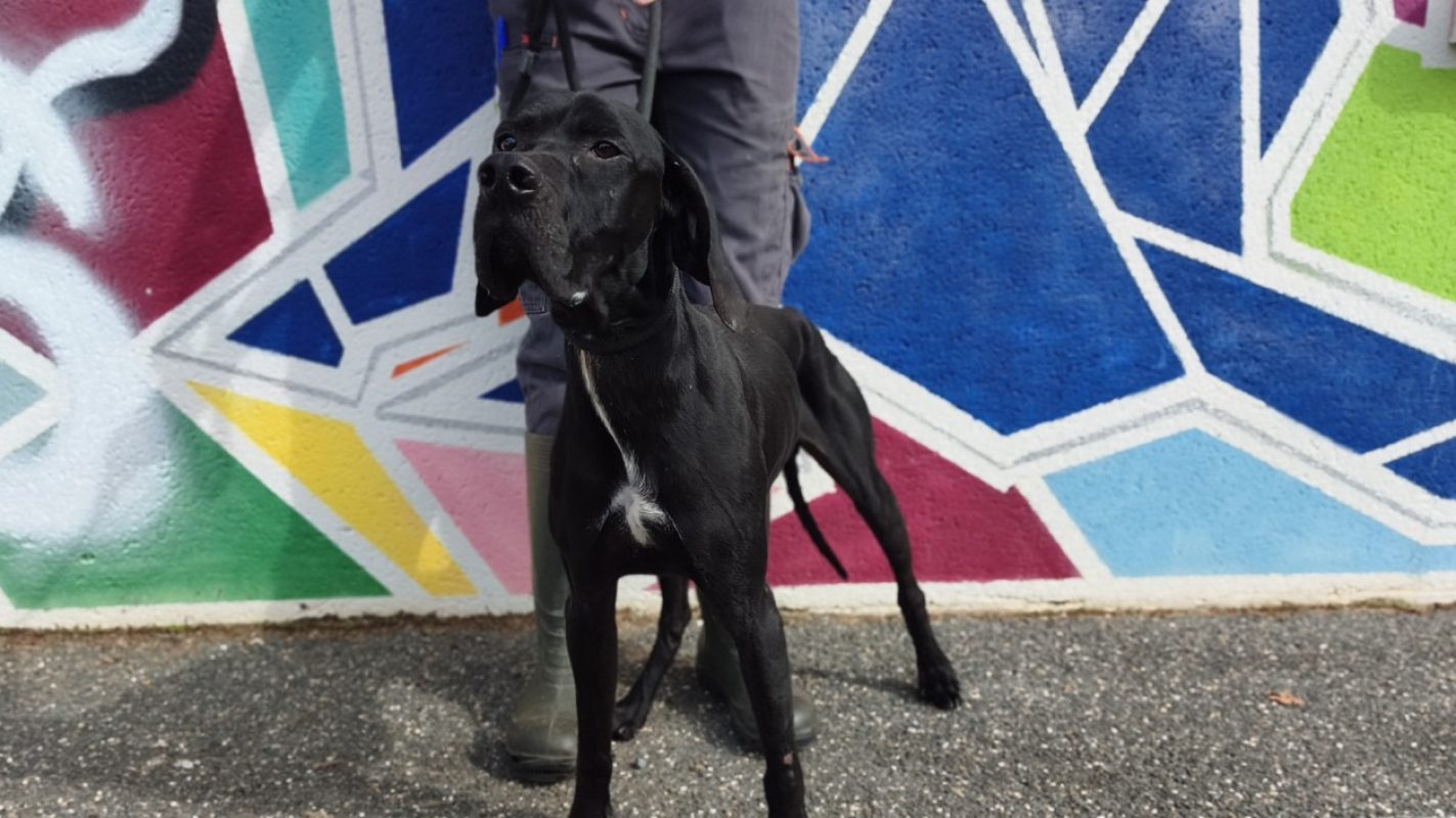 Coca - Chien Pointer Anglais à adopter