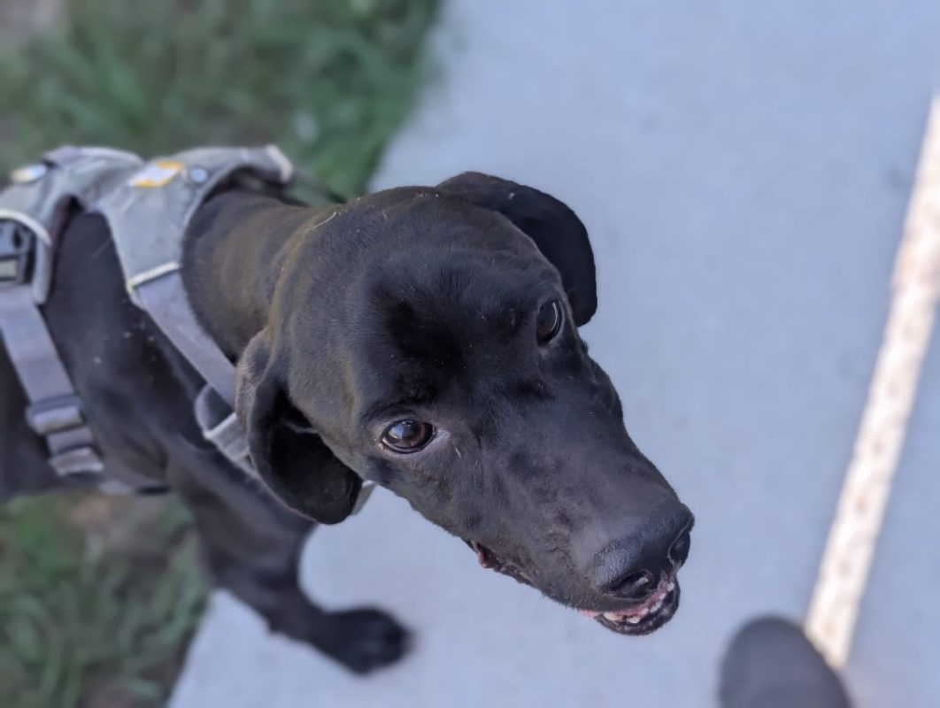 Coca - Chien Pointer Anglais à adopter - photo 2