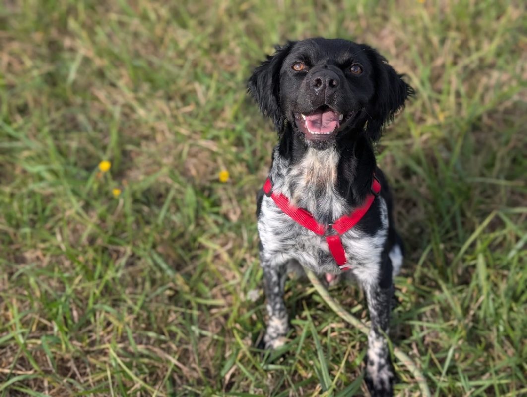 Fast - Chien Epagneul Breton à adopter