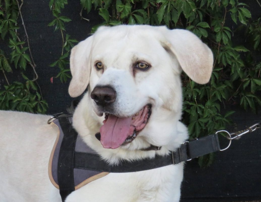 Atos - Chien Berger à adopter