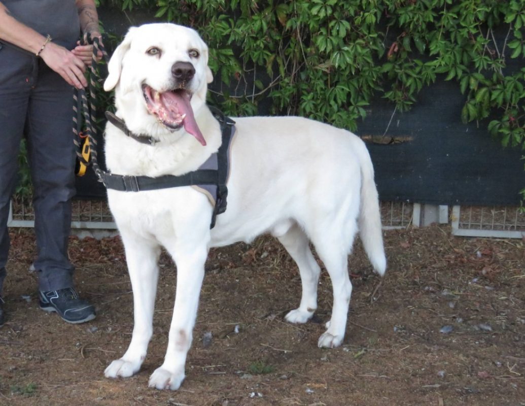 Atos - Chien Berger à adopter - photo 2