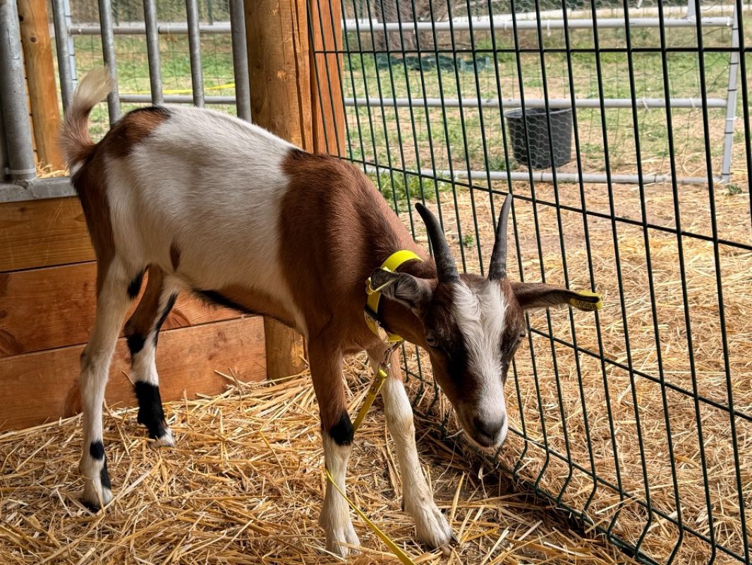 Nutella - Animal de ferme Chèvre à adopter