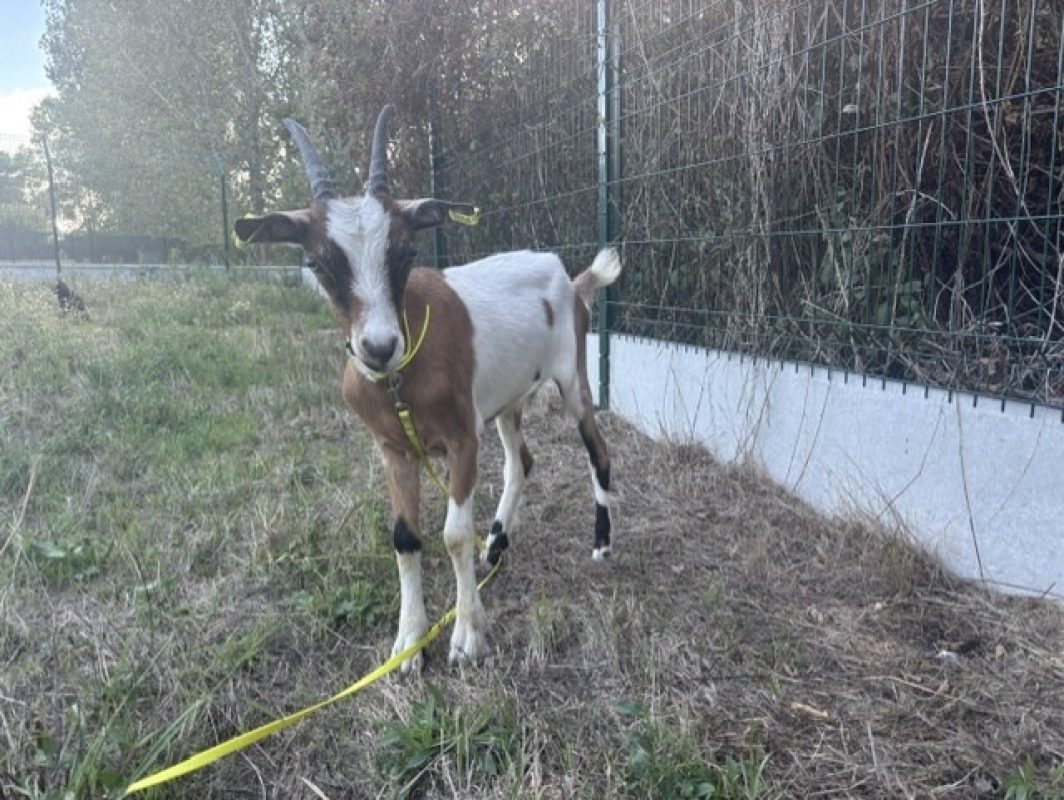 Nutella - Animal de ferme Chèvre à adopter - photo 2