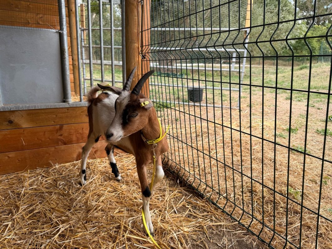 Nutella - Animal de ferme Chèvre à adopter - photo 3